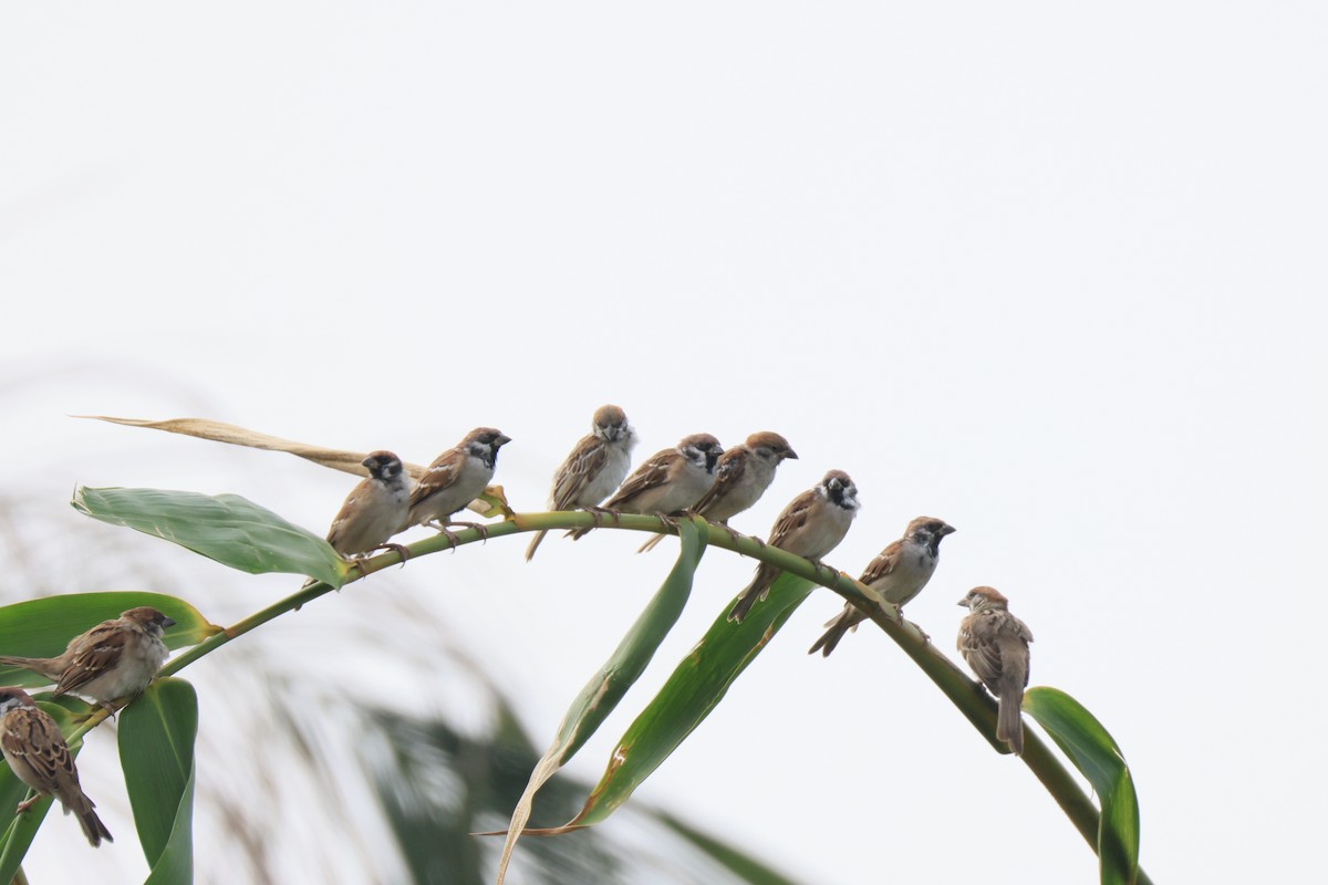 pilfink - ML646174447