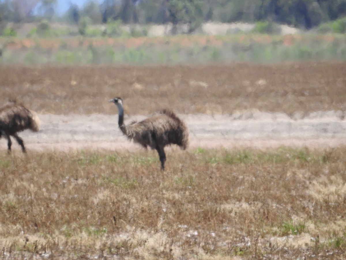 Emu - ML646174450