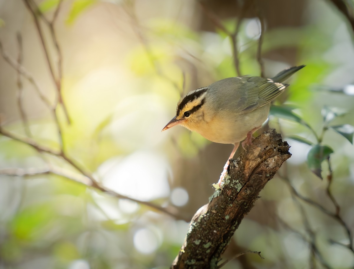 Worm-eating Warbler - ML646174451