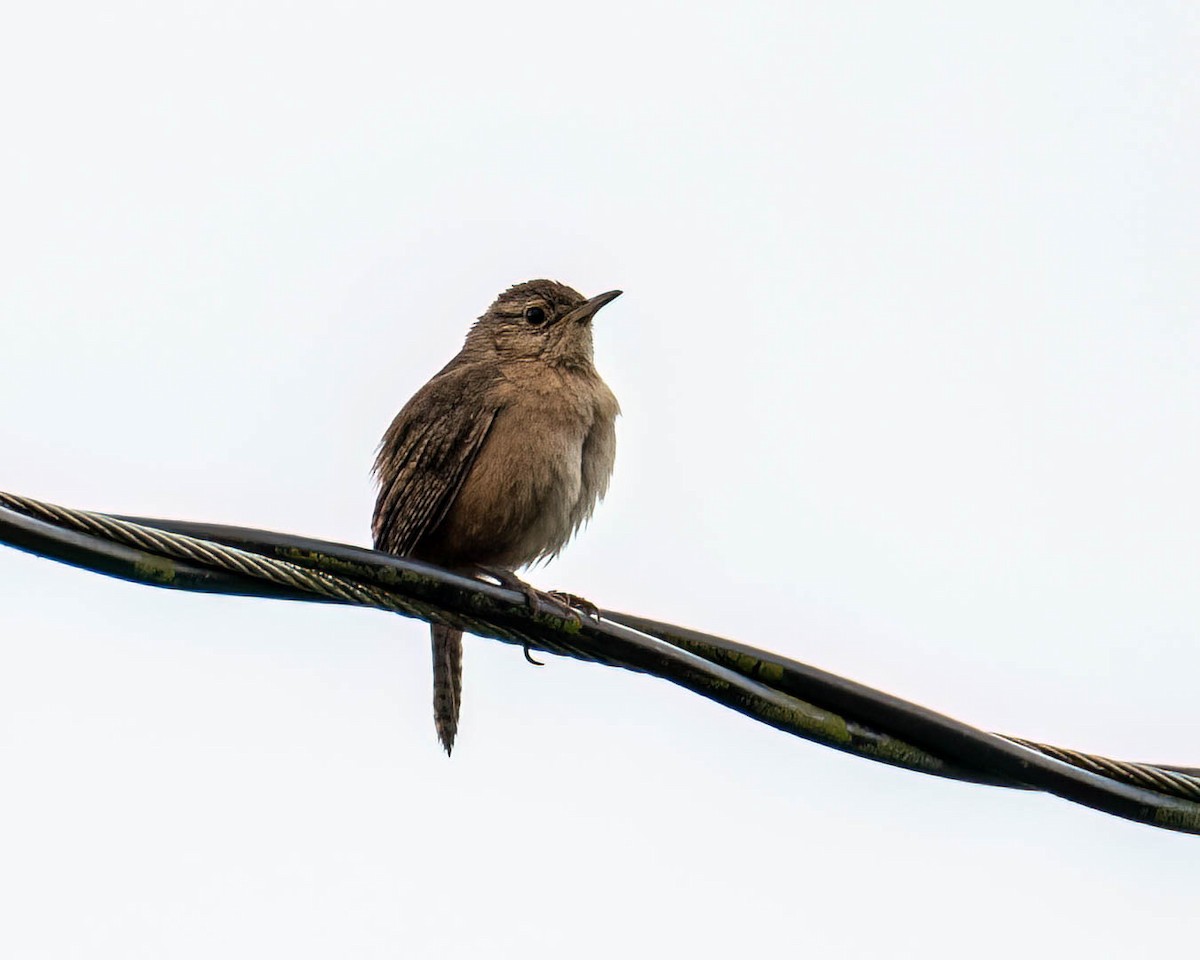 Southern House Wren - ML646174454