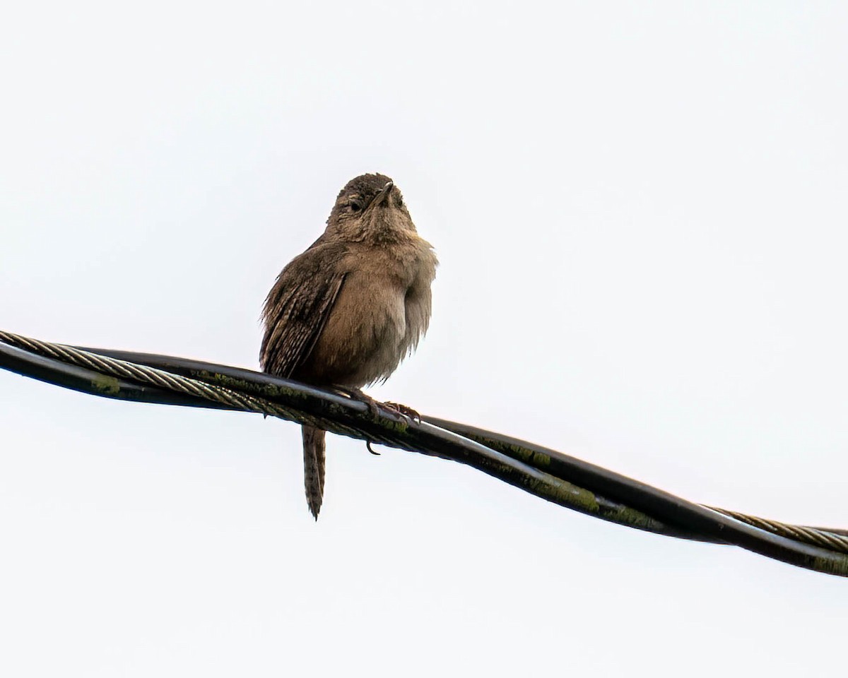 Southern House Wren - ML646174456