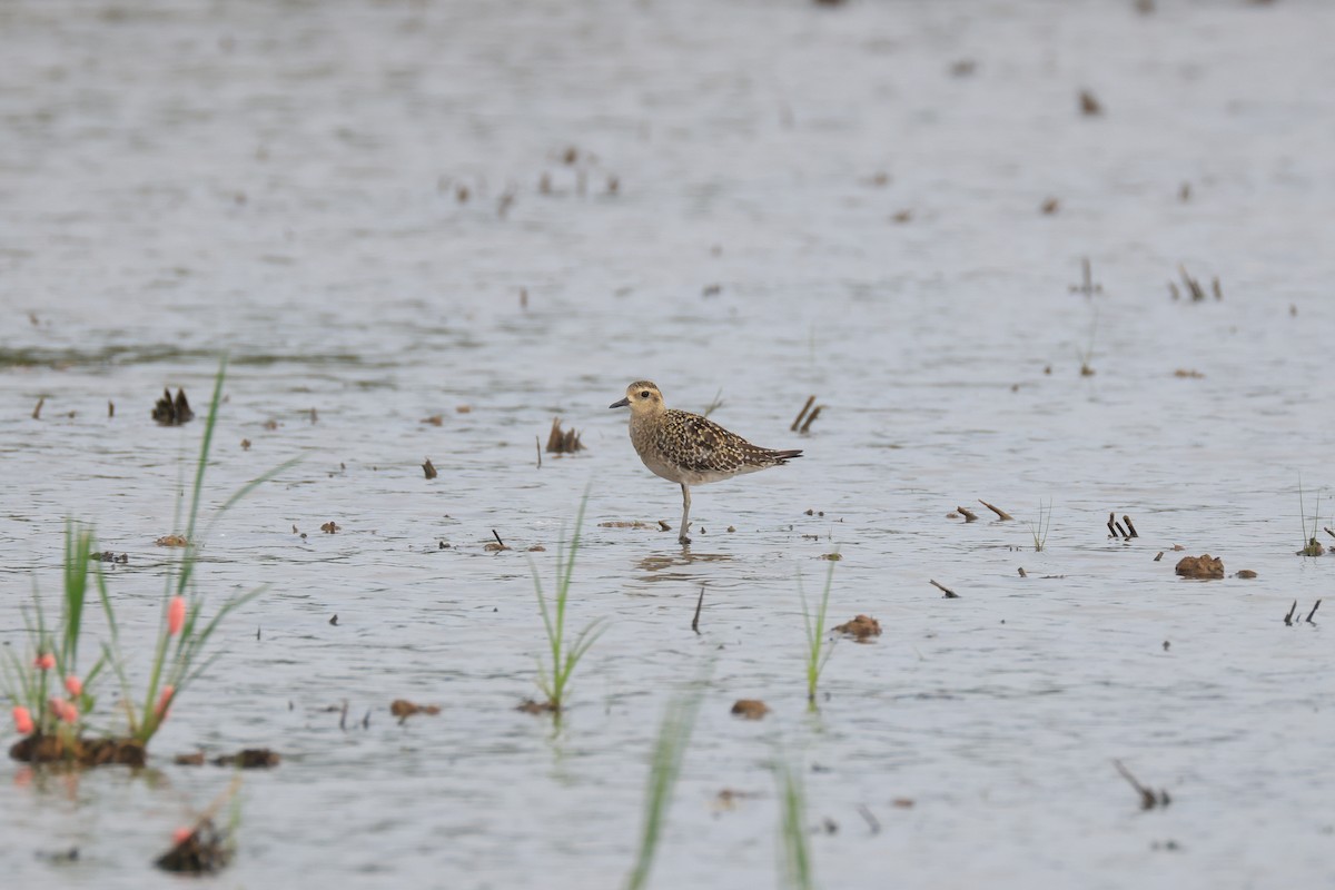 Pacific Golden-Plover - ML646174457
