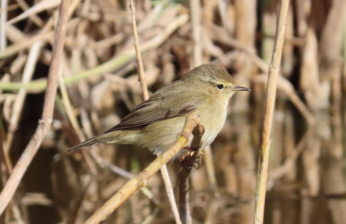Common Chiffchaff - ML646174459