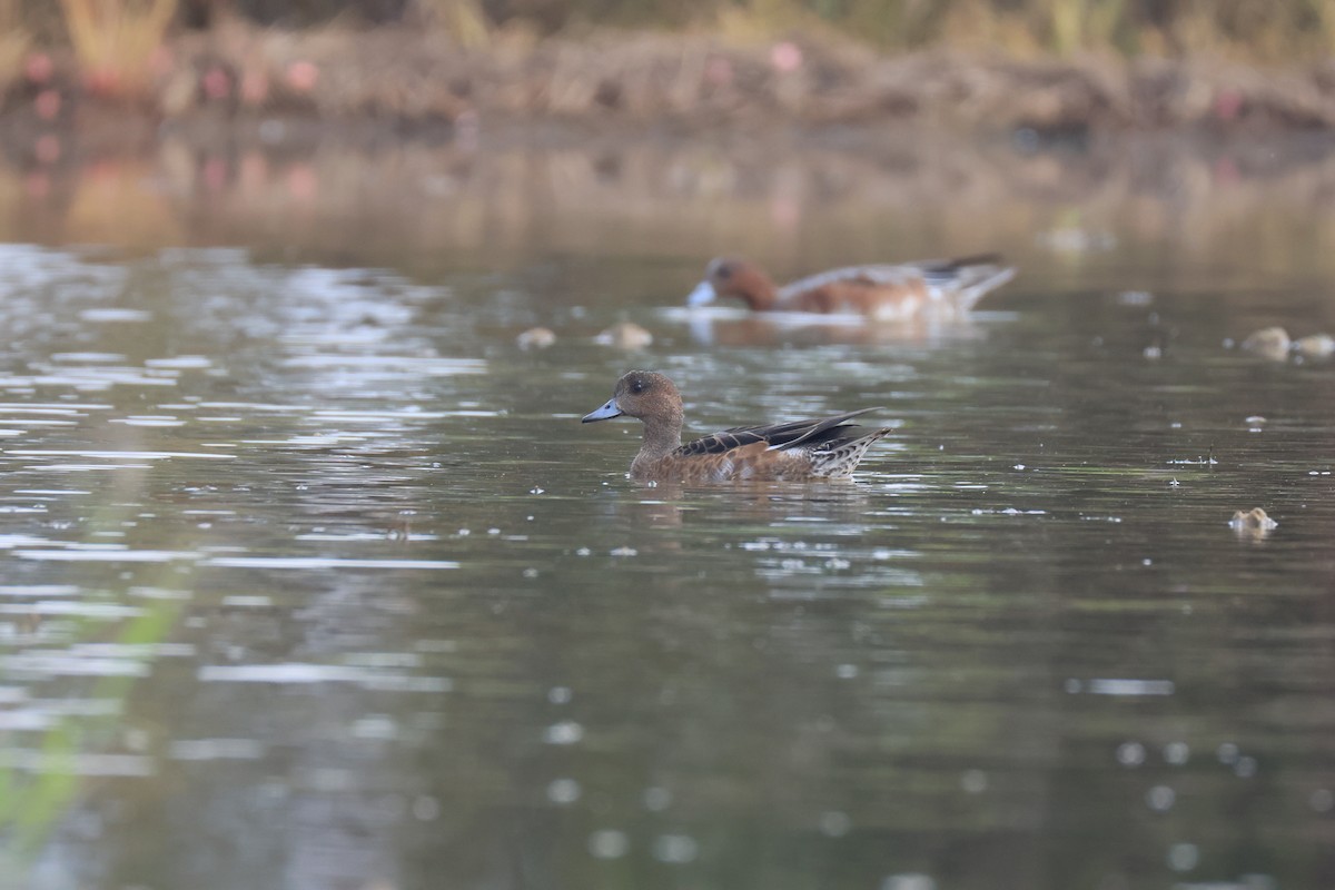 Eurasian Wigeon - ML646174460