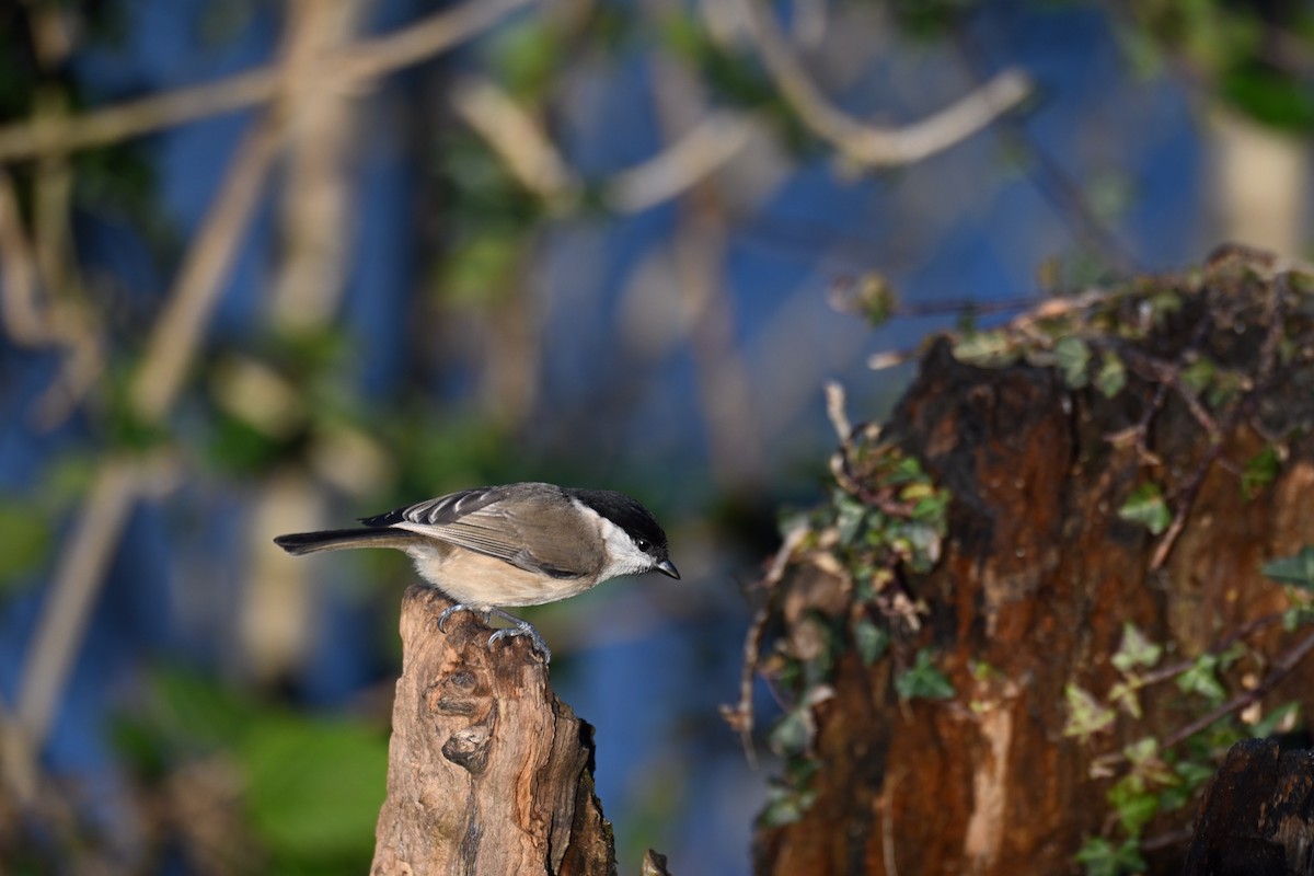 Marsh Tit - ML646174465