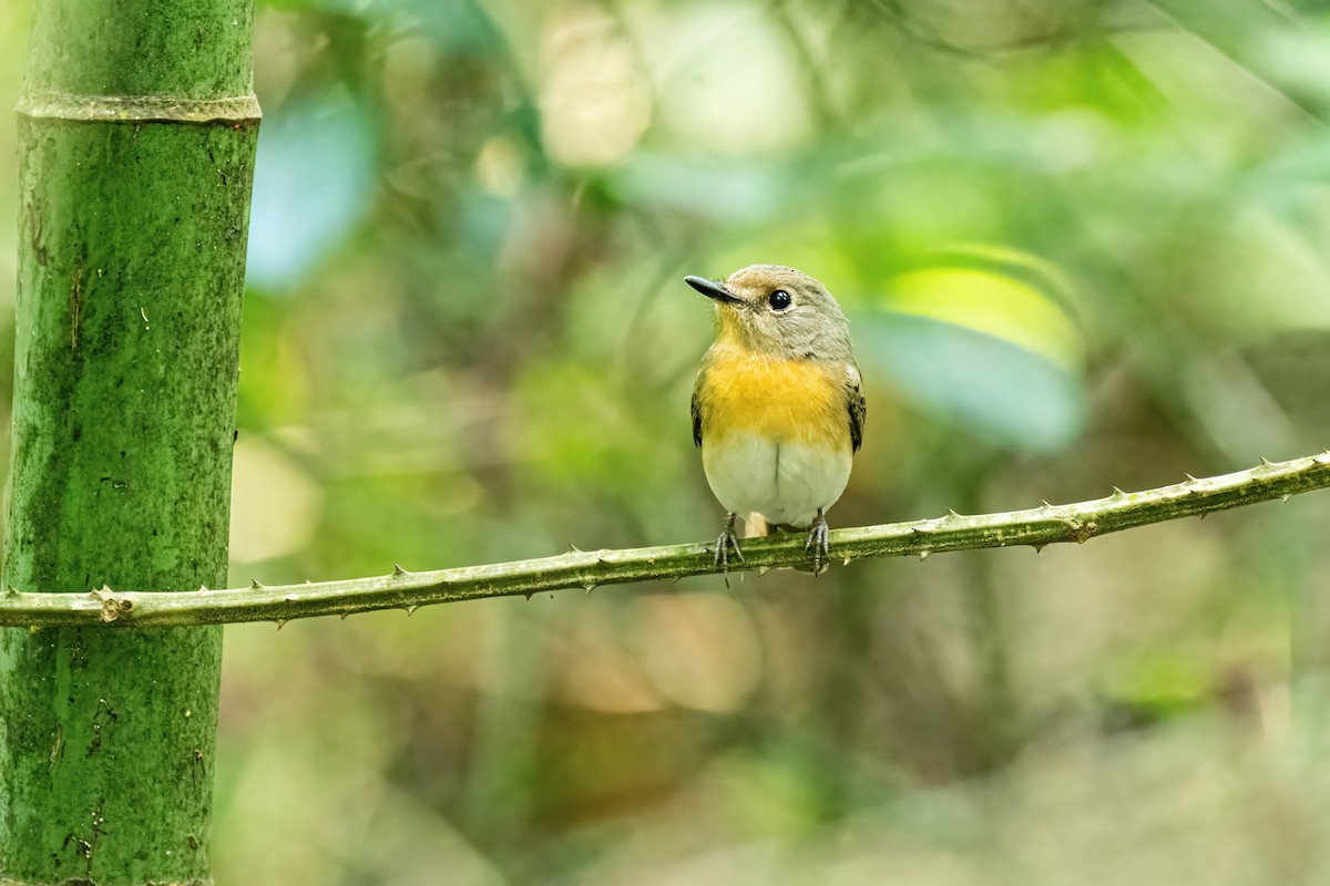Blue-throated Flycatcher - ML646174466
