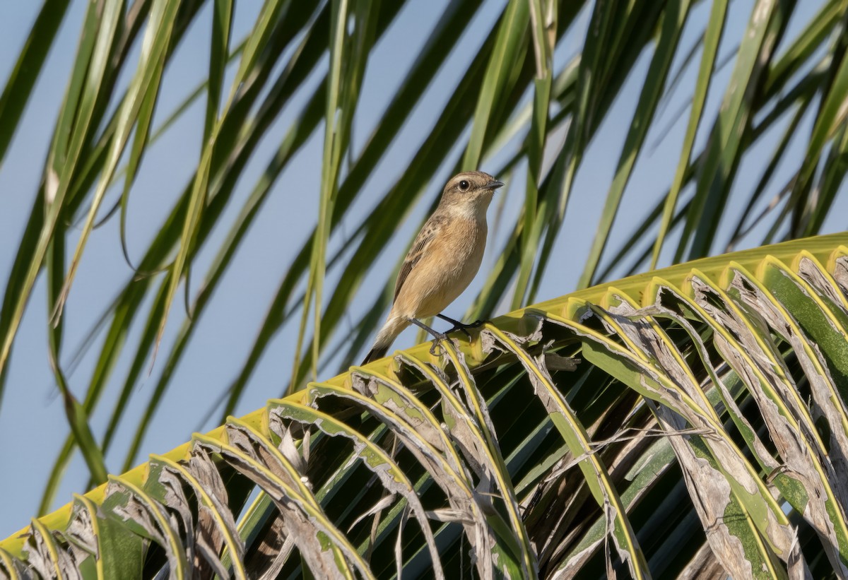 Amur Stonechat - ML646174467