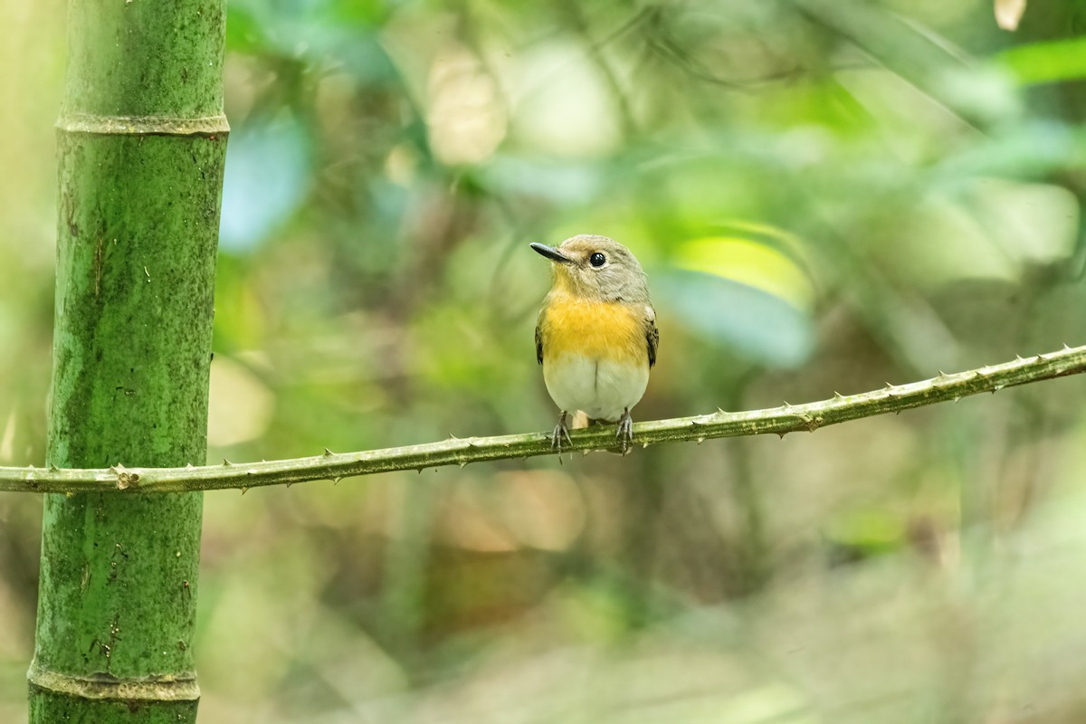 Blue-throated Flycatcher - ML646174468