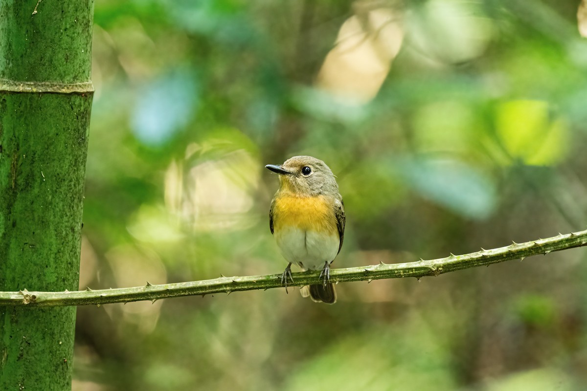 Blue-throated Flycatcher - ML646174469