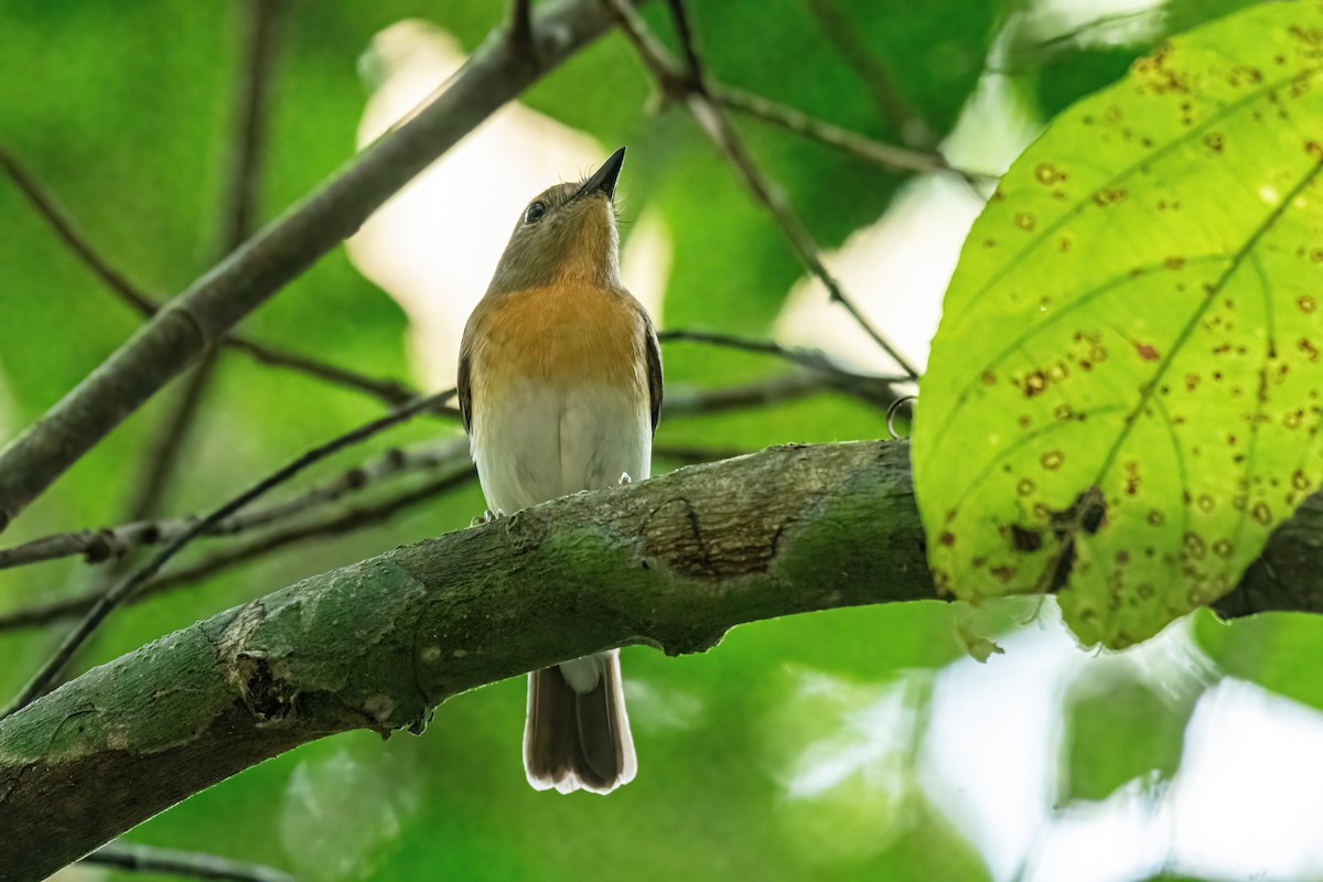 Blue-throated Flycatcher - ML646174470