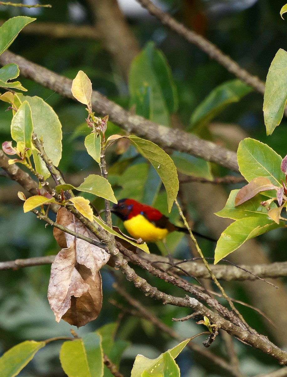 Mrs. Gould's Sunbird - ML646174471