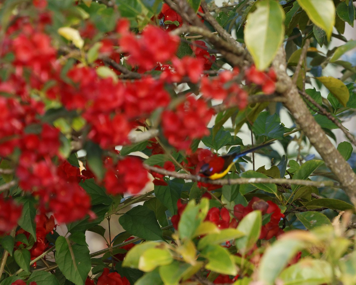 Mrs. Gould's Sunbird - ML646174472