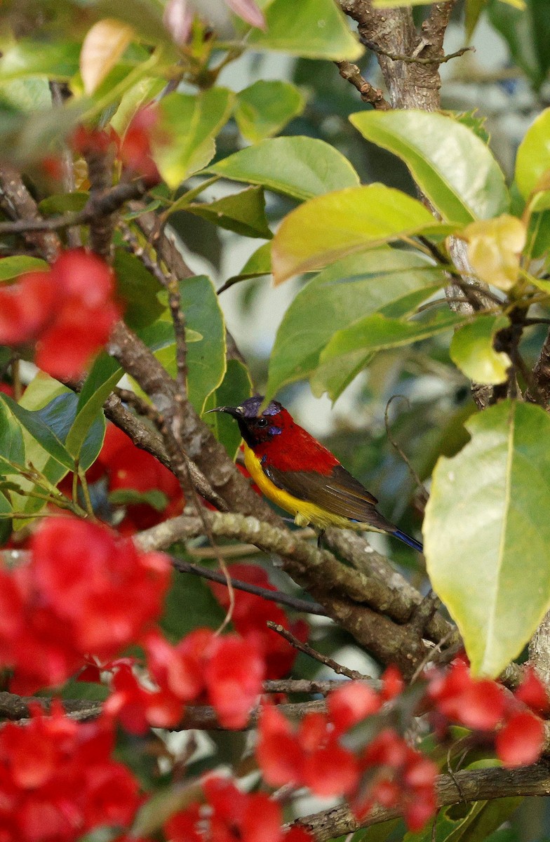 Mrs. Gould's Sunbird - ML646174473