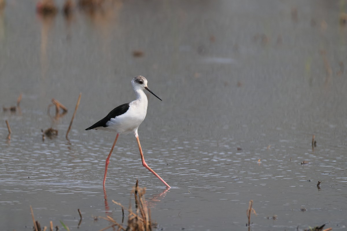 Zankaluze eurasiarra - ML646174476