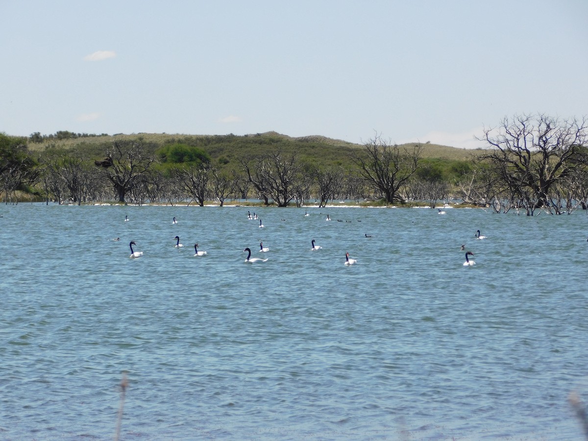 Black-necked Swan - ML646174477