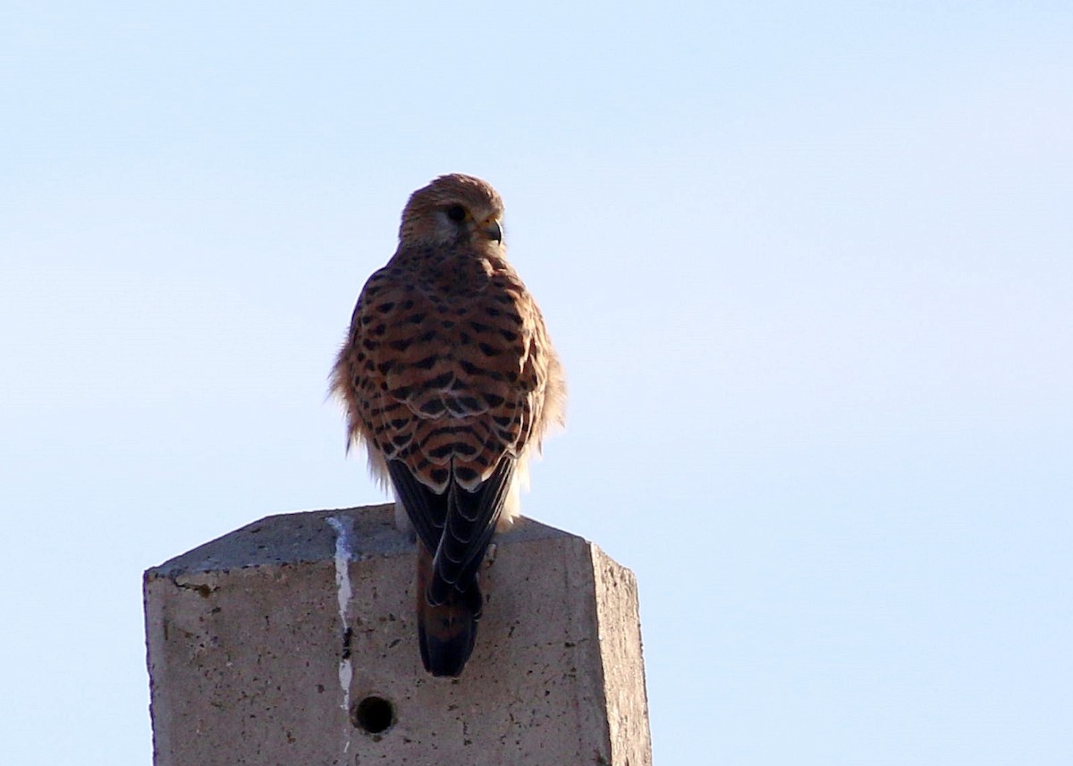 Eurasian Kestrel - ML646174482