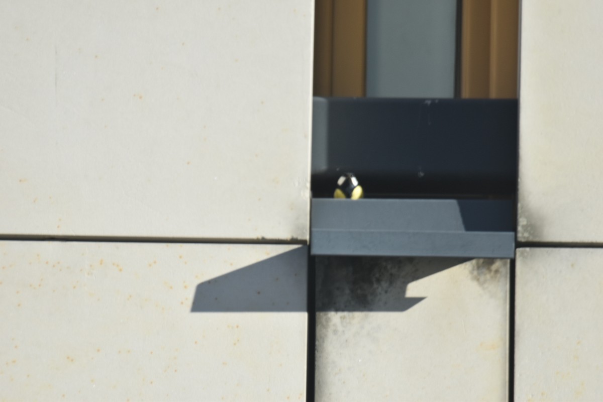 Great Tit - ML646174485