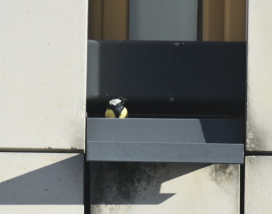 Great Tit - ML646174486