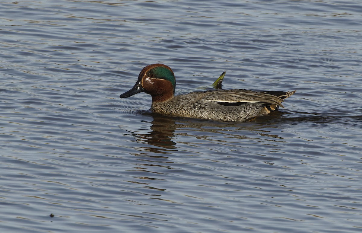 Green-winged Teal - ML646174495