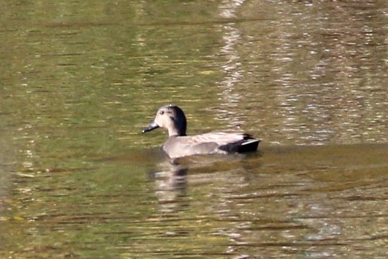 Gadwall - ML646174499