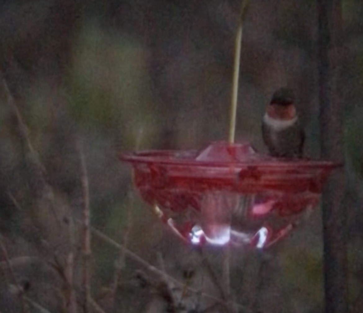 Ruby-throated Hummingbird - ML646174501