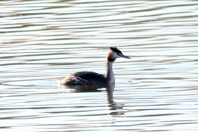 Great Crested Grebe - ML646174504