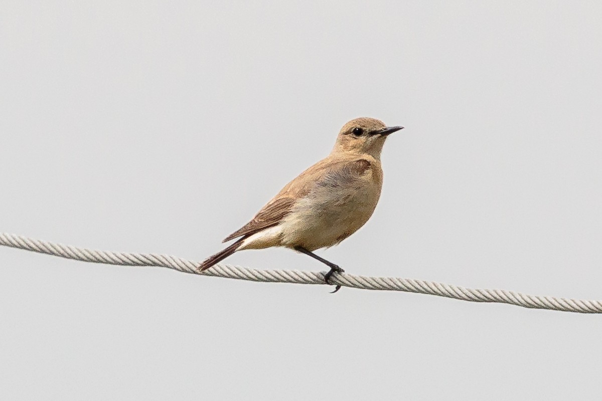 Isabelline Wheatear - ML646174505