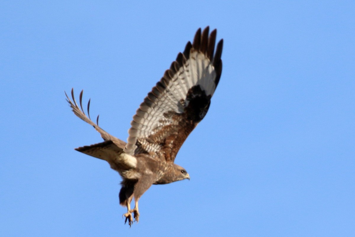 Common Buzzard - ML646174507