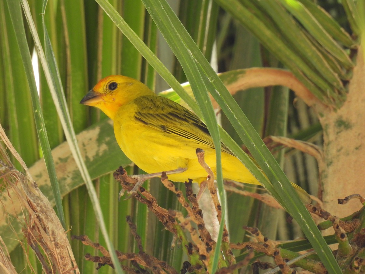 Saffron Finch - ML646174508