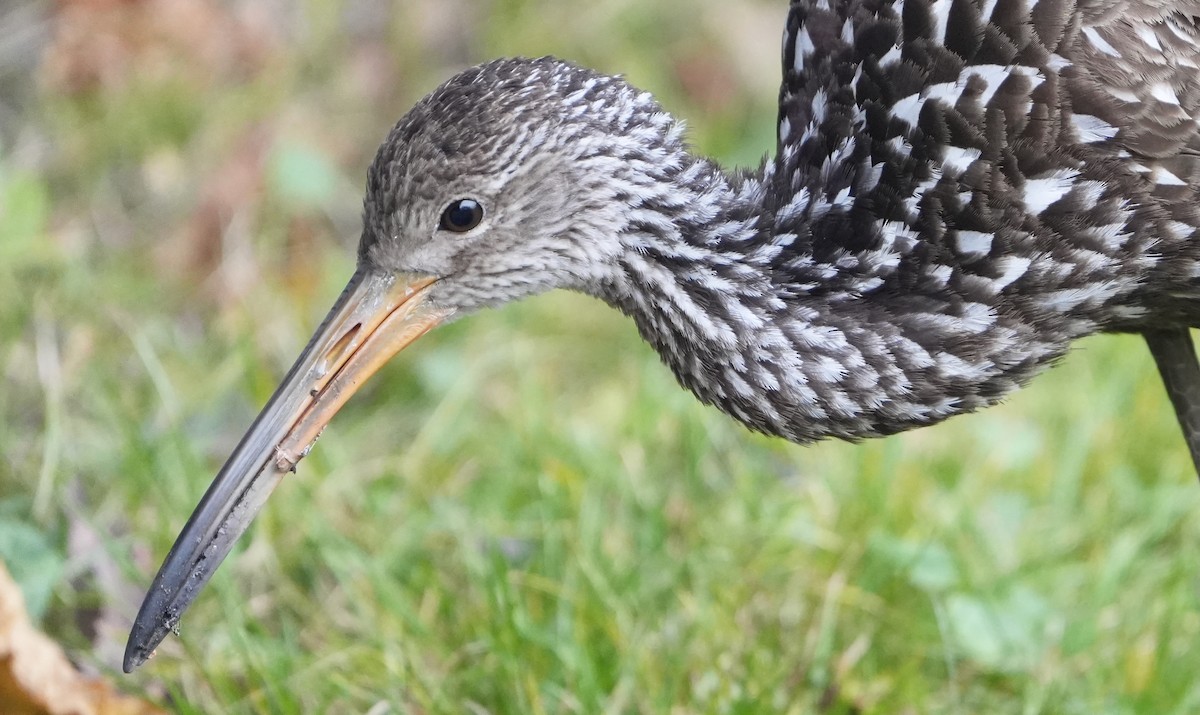 Limpkin - ML646174509