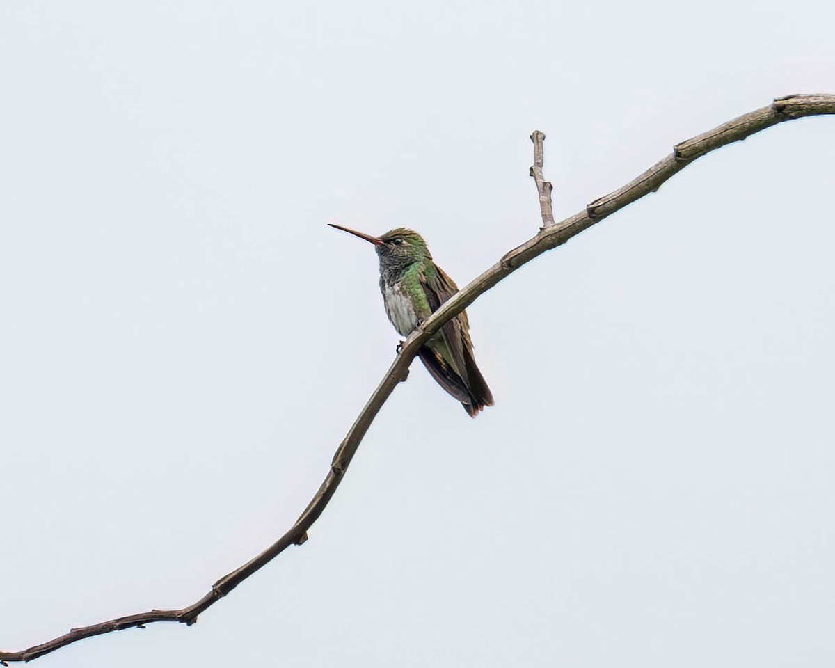 Glittering-throated Emerald - ML646174511