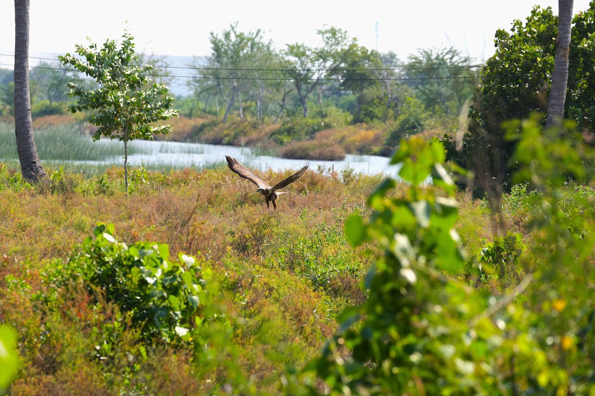 Pied Harrier - ML646174514