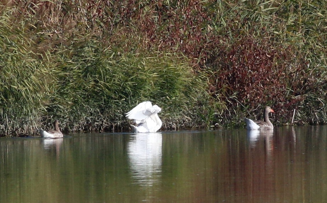 Graylag Goose (Domestic type) - ML646174517