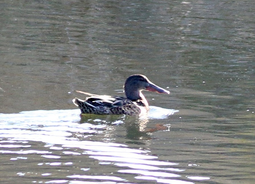 Northern Shoveler - ML646174519