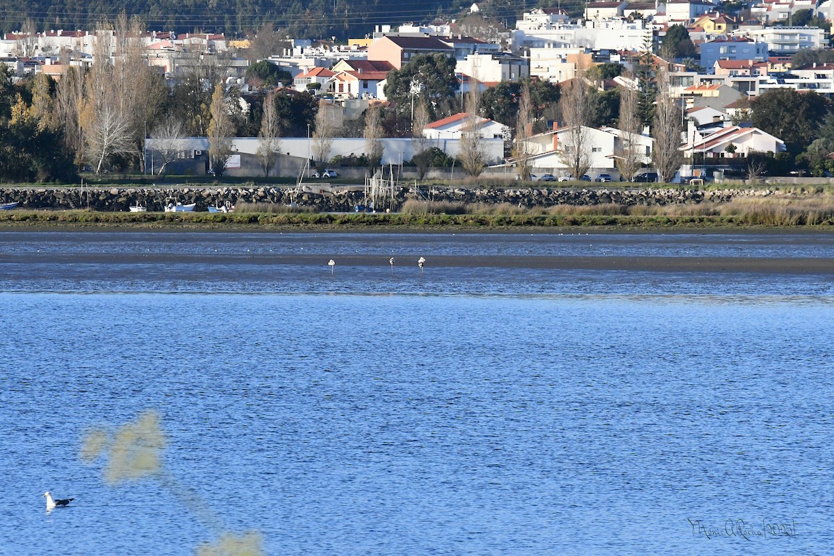 Greater Flamingo - ML646174521