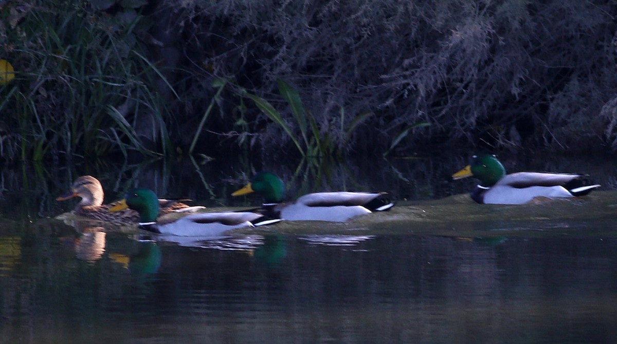 Mallard - ML646174523