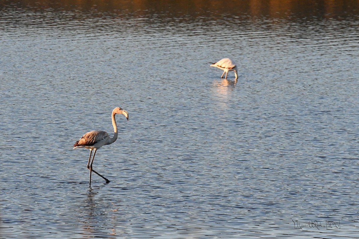 Greater Flamingo - ML646174525