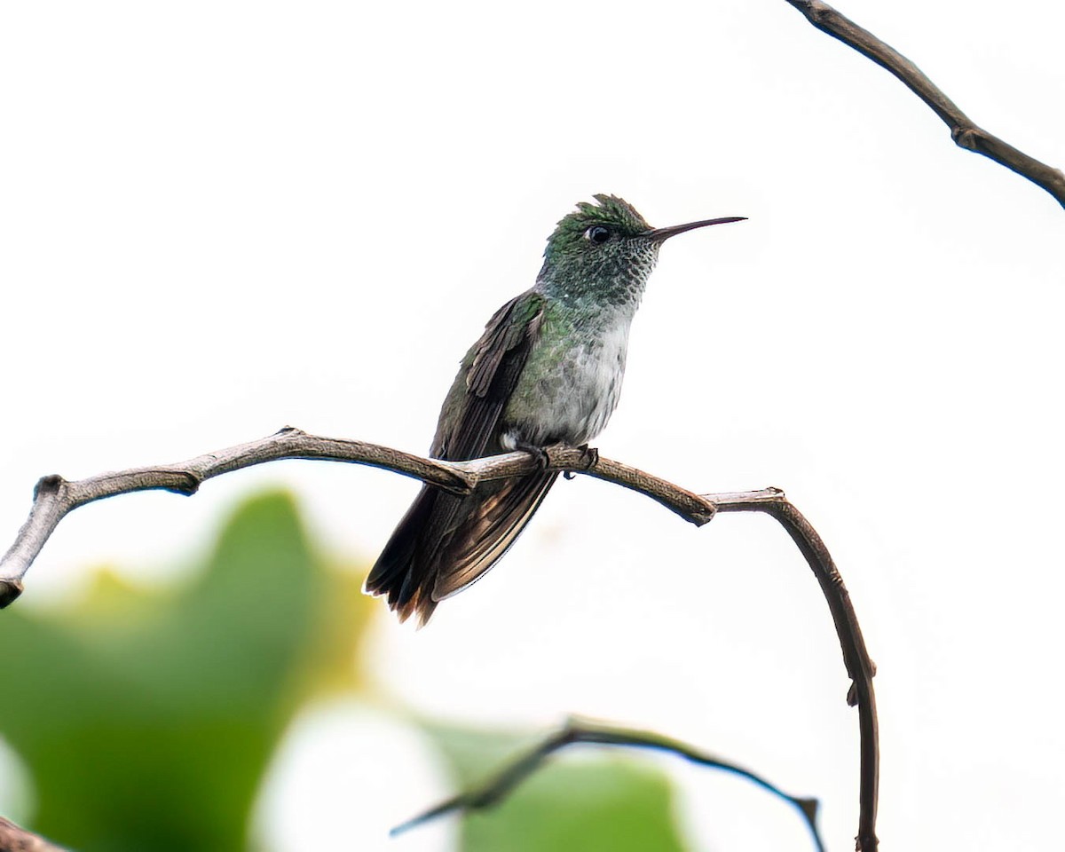 hummingbird sp. - ML646174526