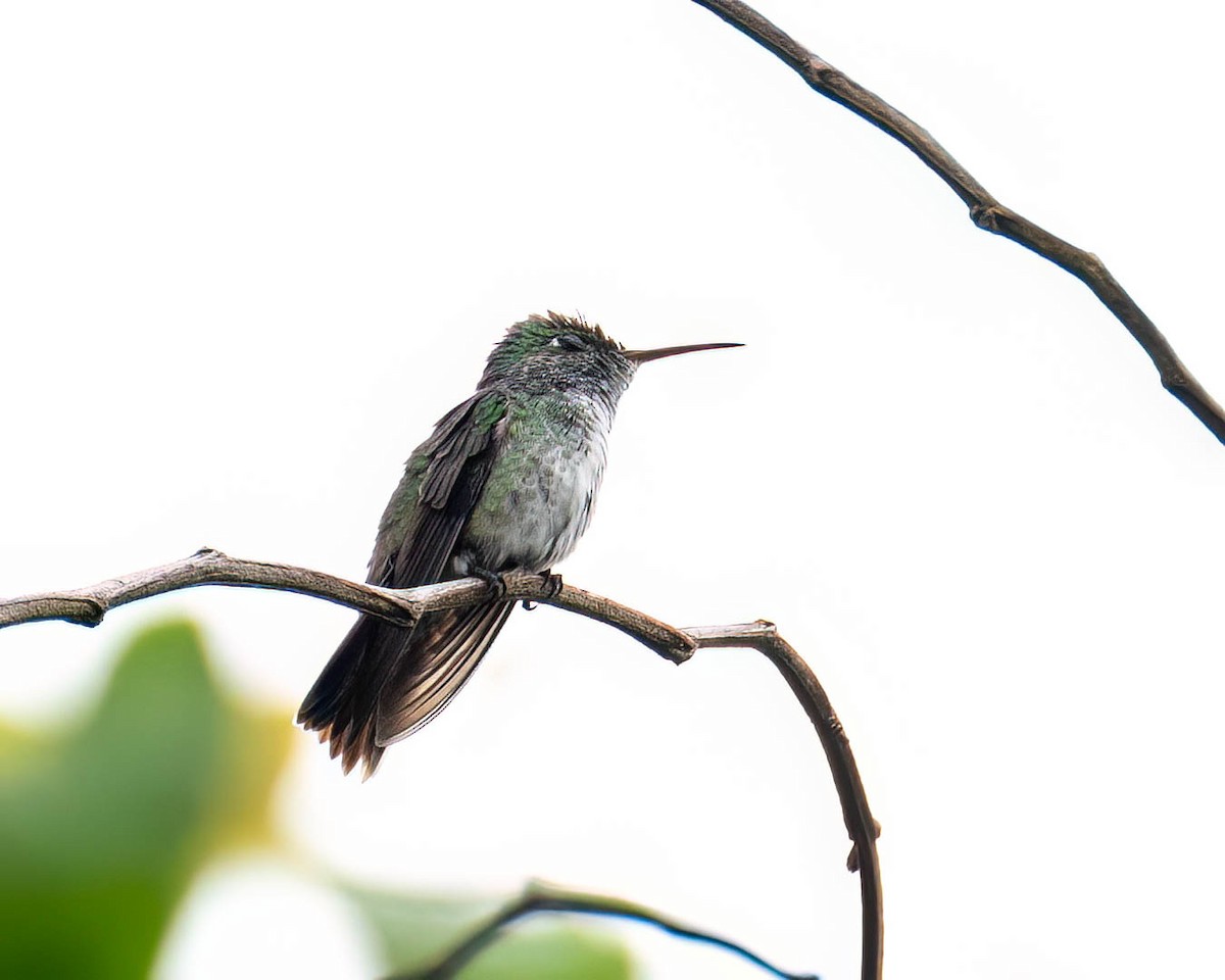 hummingbird sp. - ML646174527