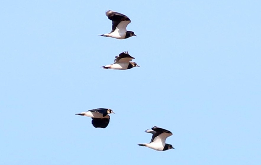 Northern Lapwing - ML646174528