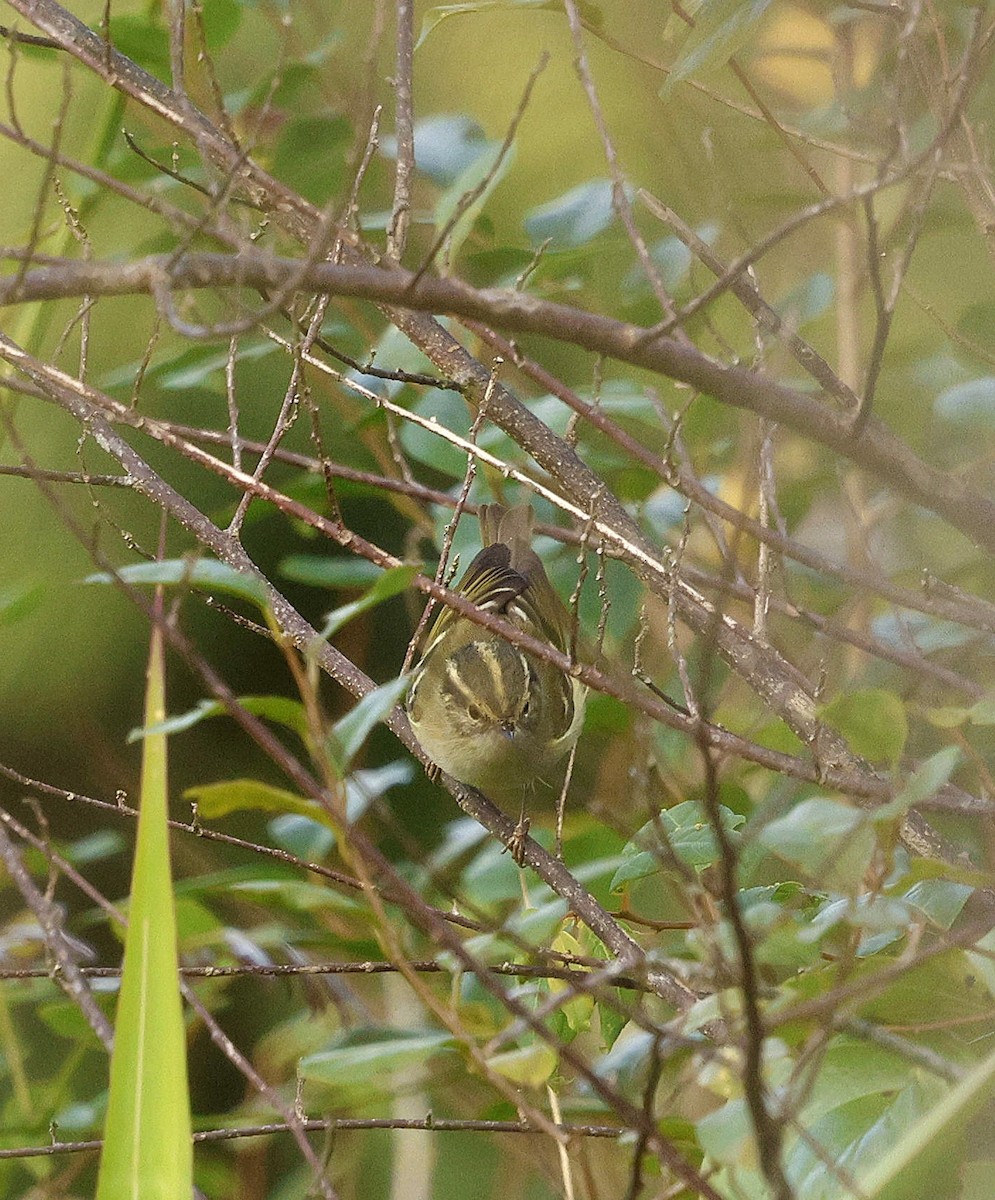 Yellow-browed Warbler - ML646174529