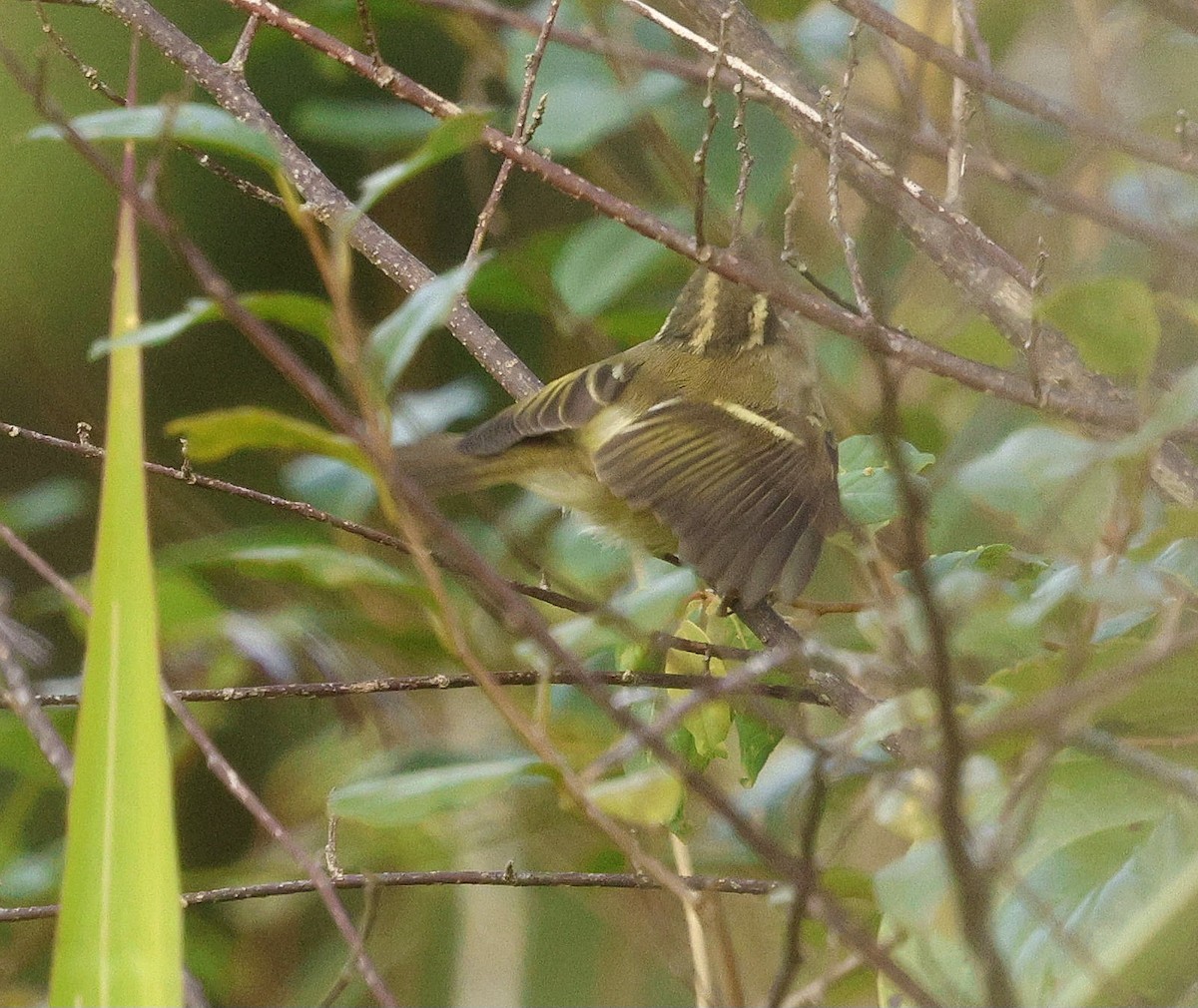 Yellow-browed Warbler - ML646174530