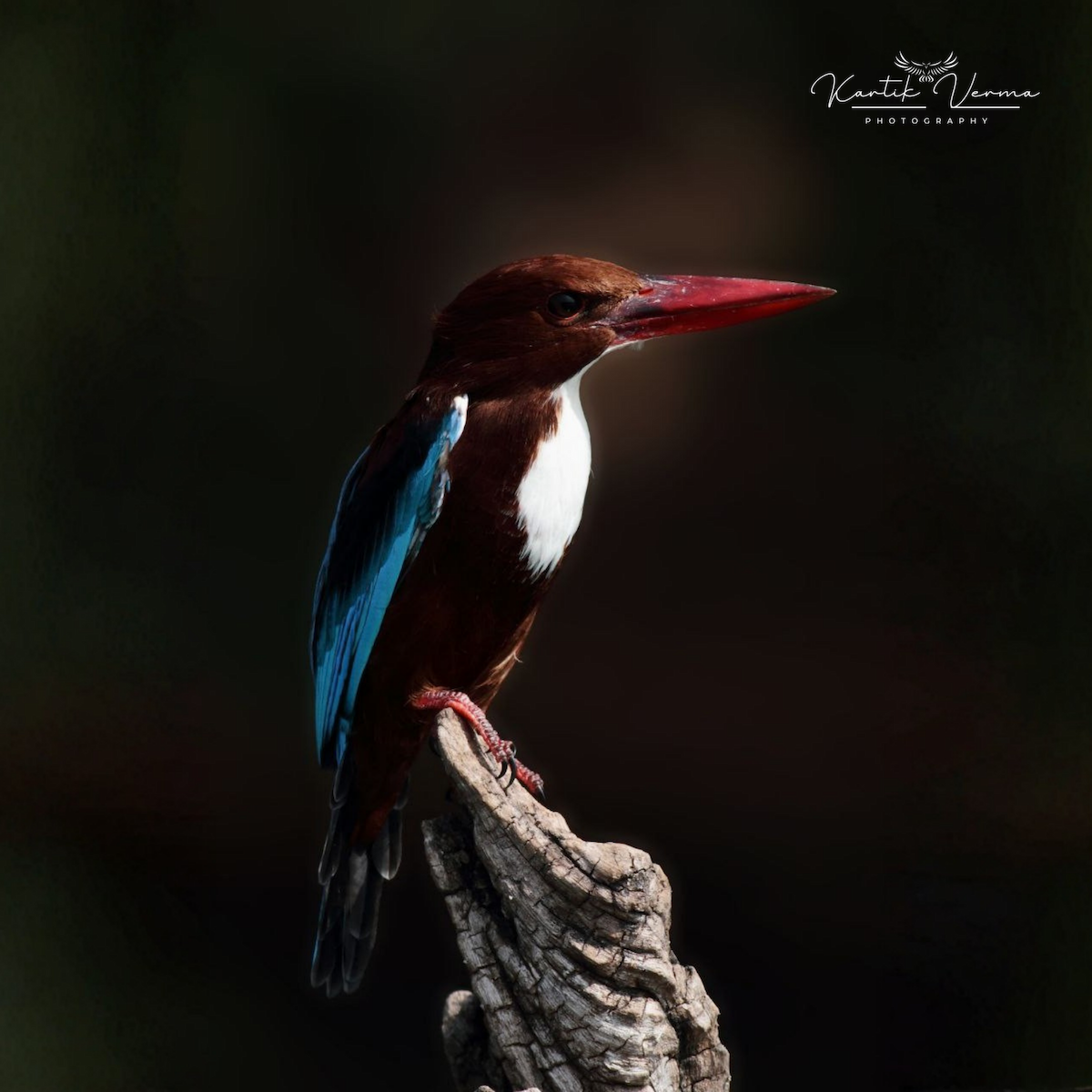 White-throated Kingfisher - ML646174531