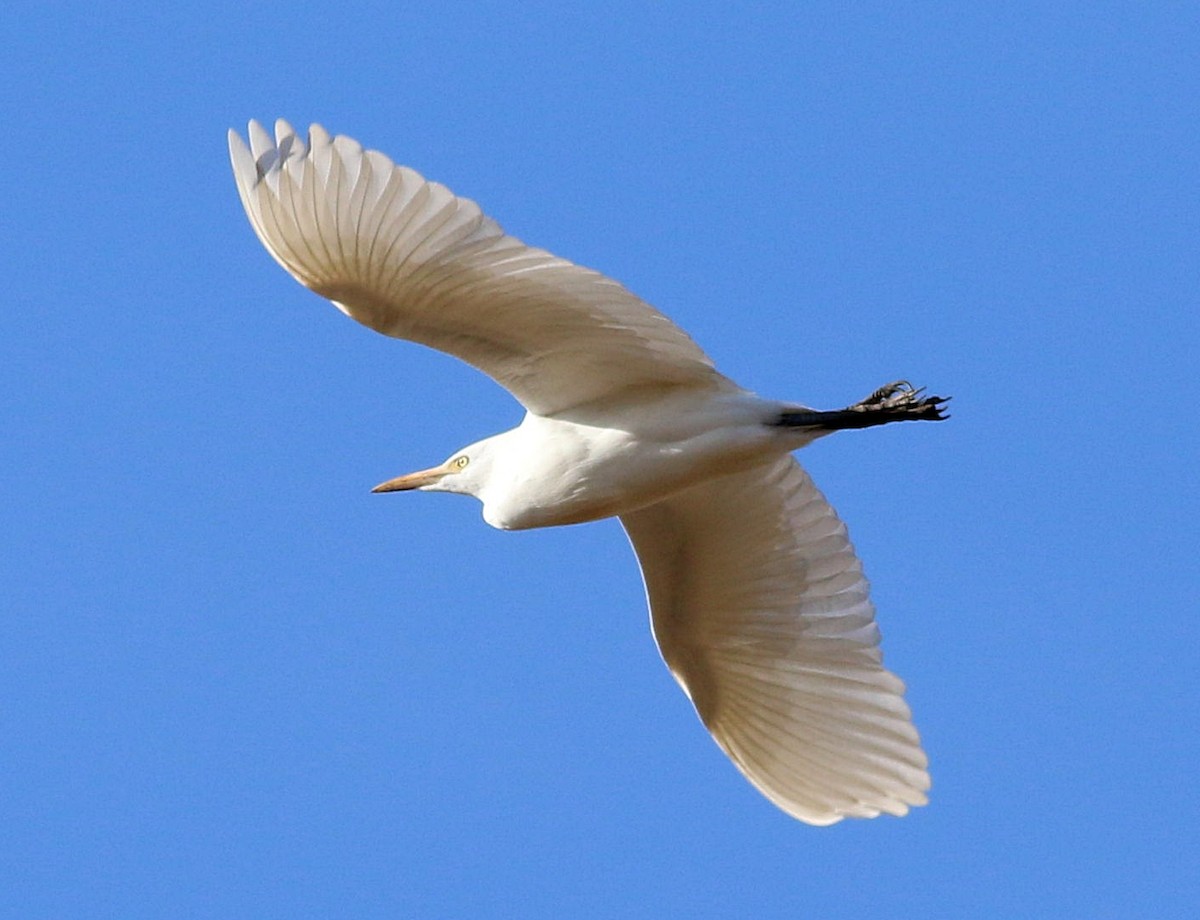 Western Cattle-Egret - ML646174532