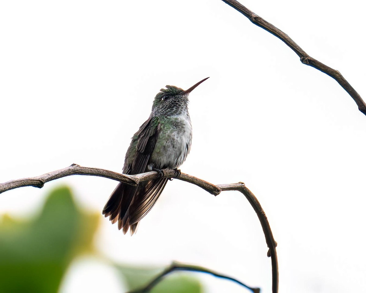 hummingbird sp. - ML646174533