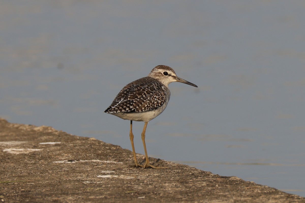 Wood Sandpiper - ML646174534