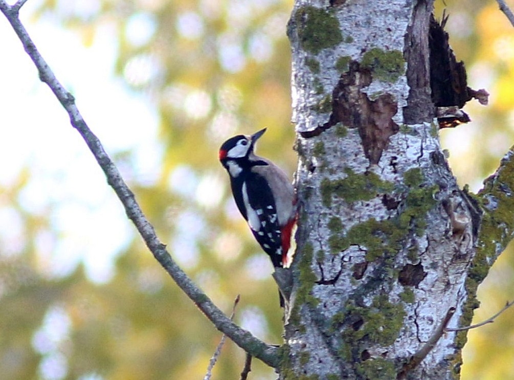 Great Spotted Woodpecker - ML646174535