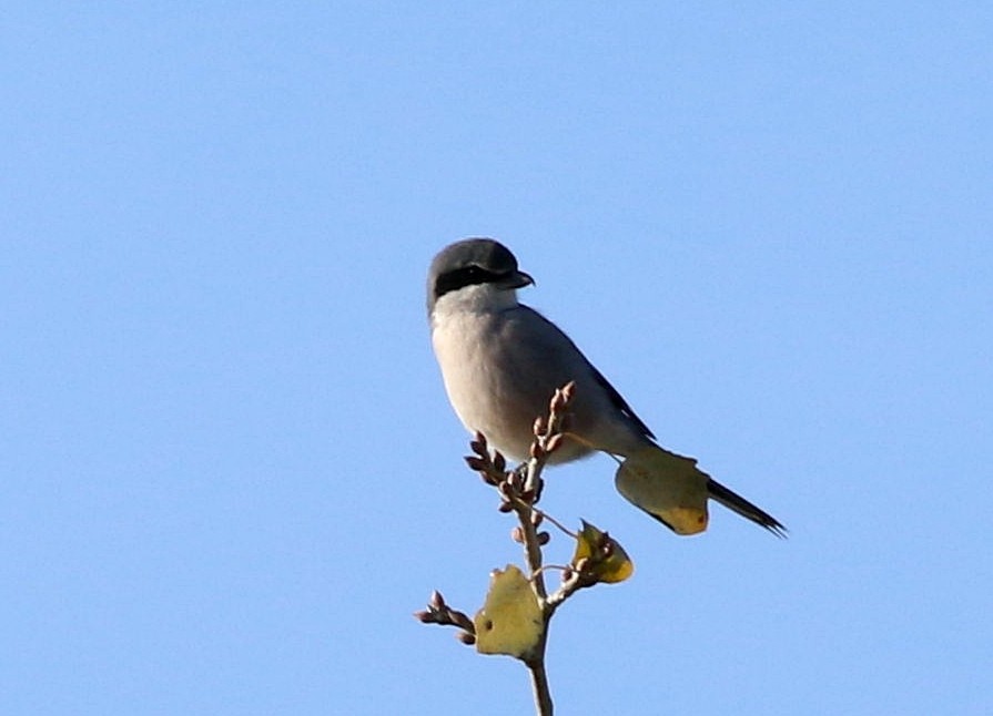 Iberian Gray Shrike - ML646174537