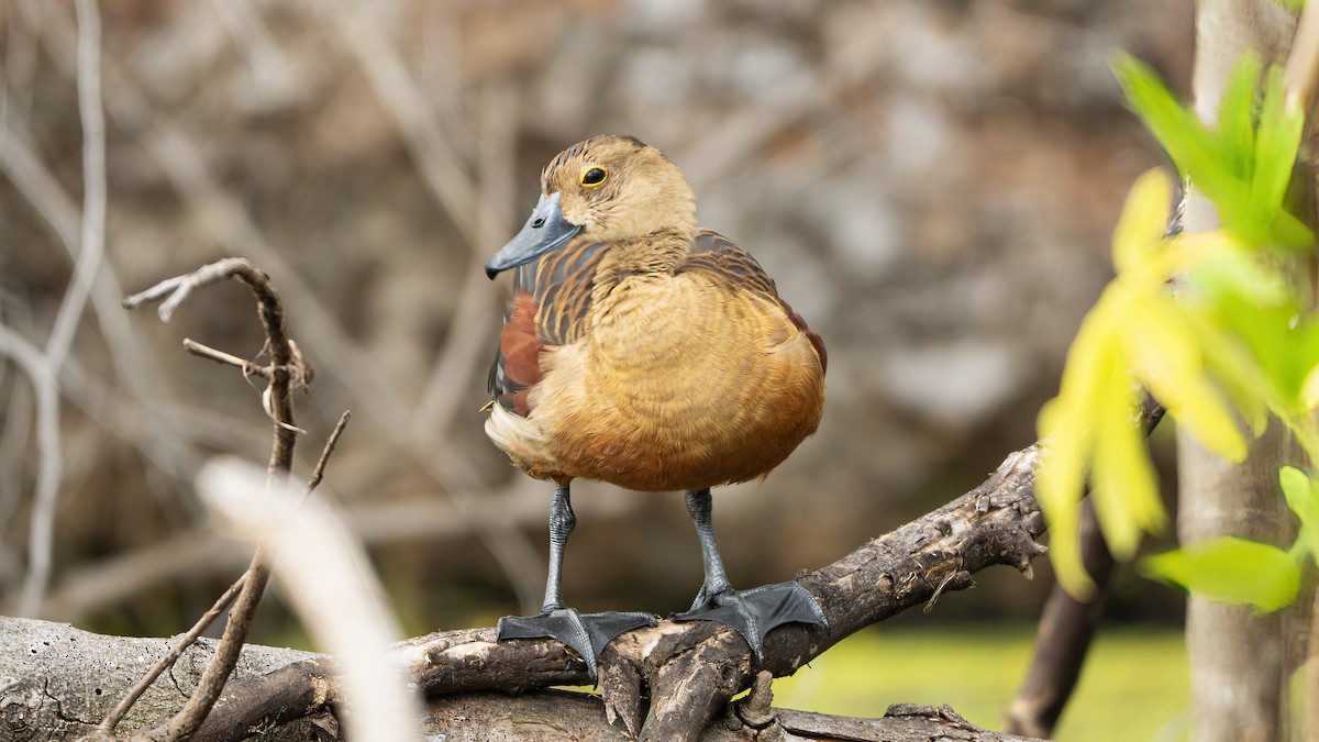 Lesser Whistling-Duck - ML646174538