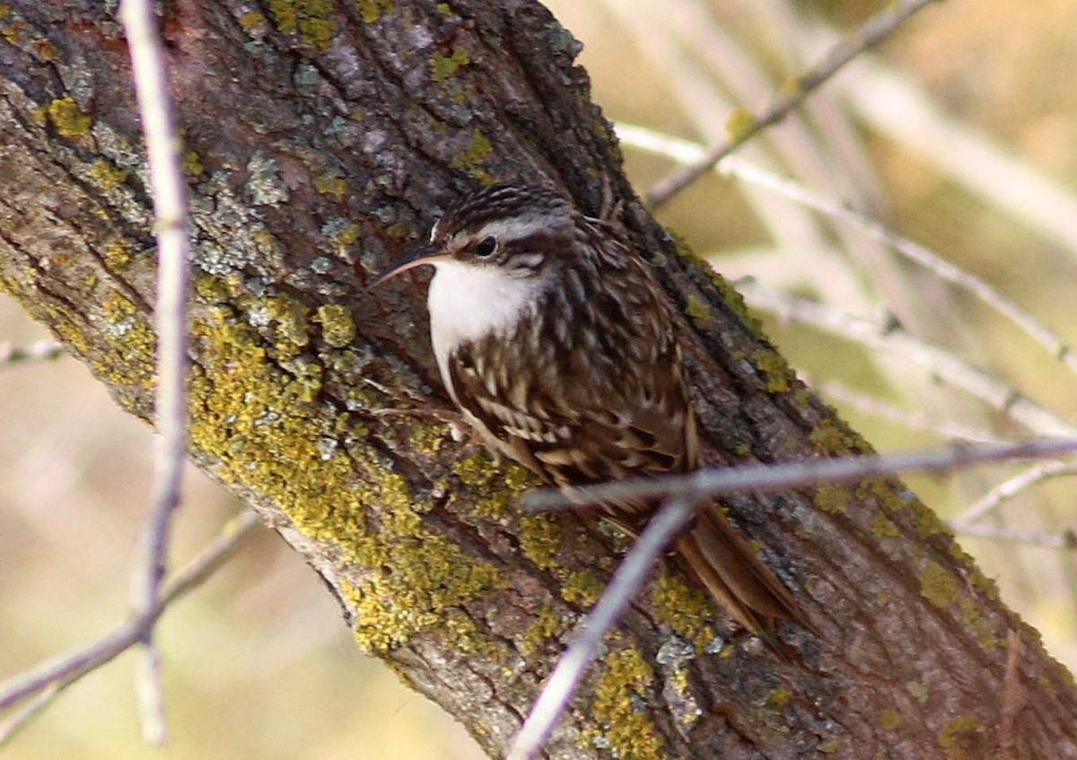 Short-toed Treecreeper - ML646174546